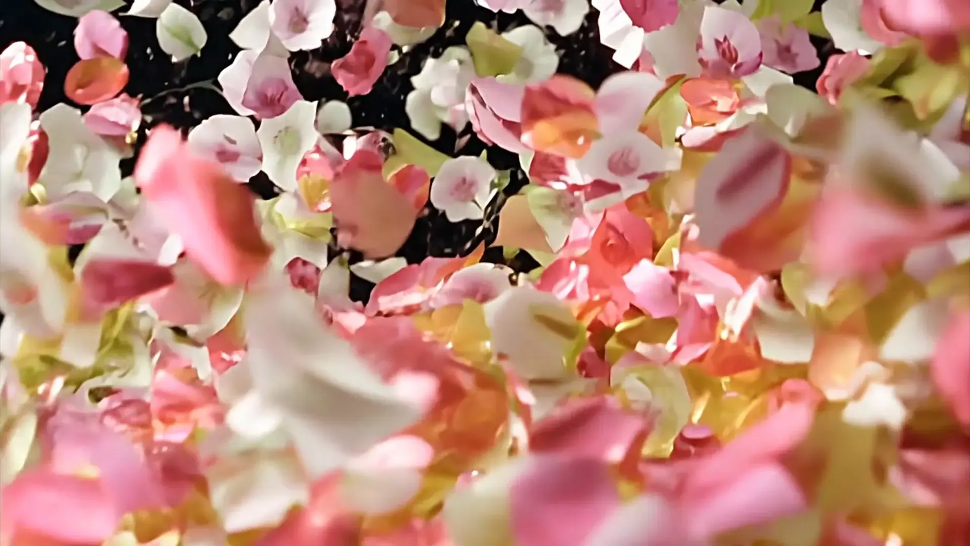 Floating Flower Petals Overlay for Romantic Wedding Intros